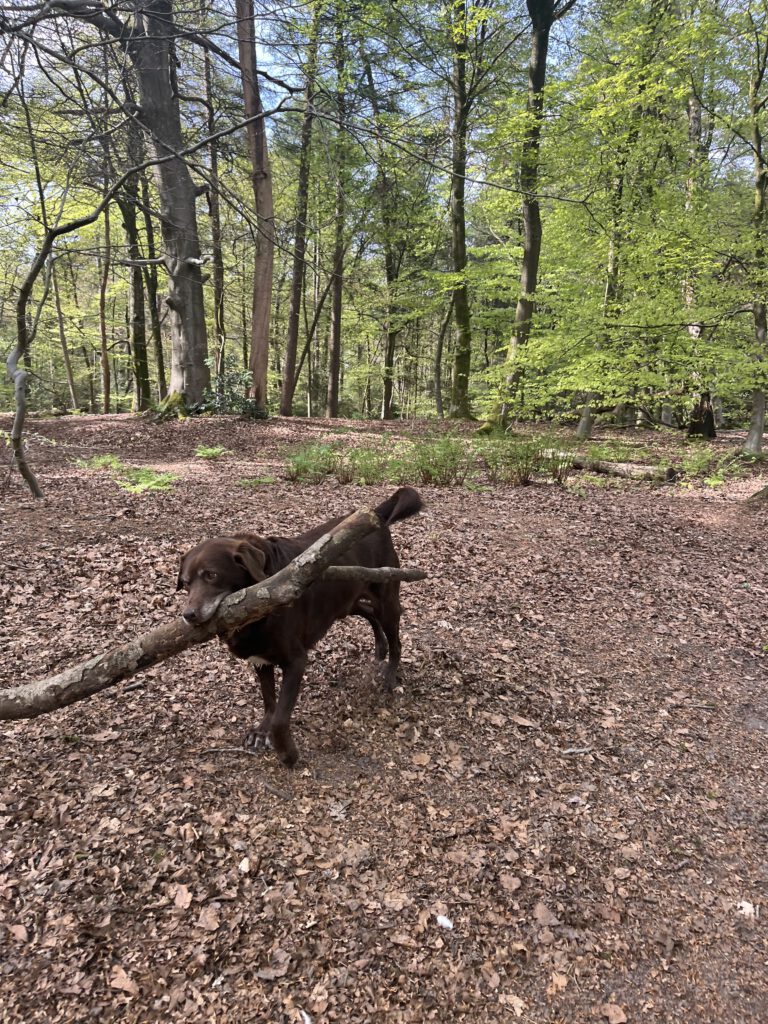 hond-van-famke